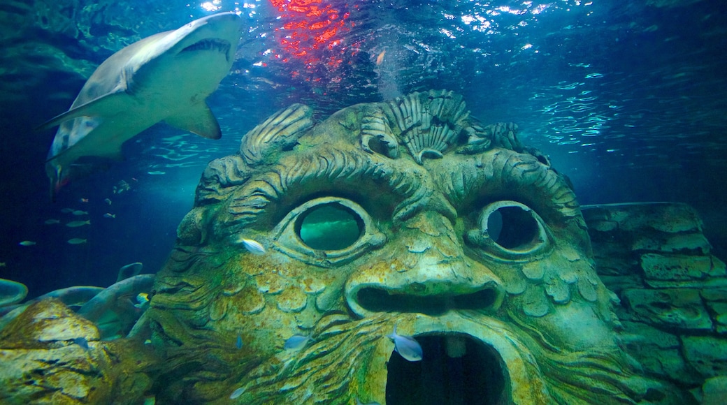 Sydney Aquarium som inkluderar havsdjur