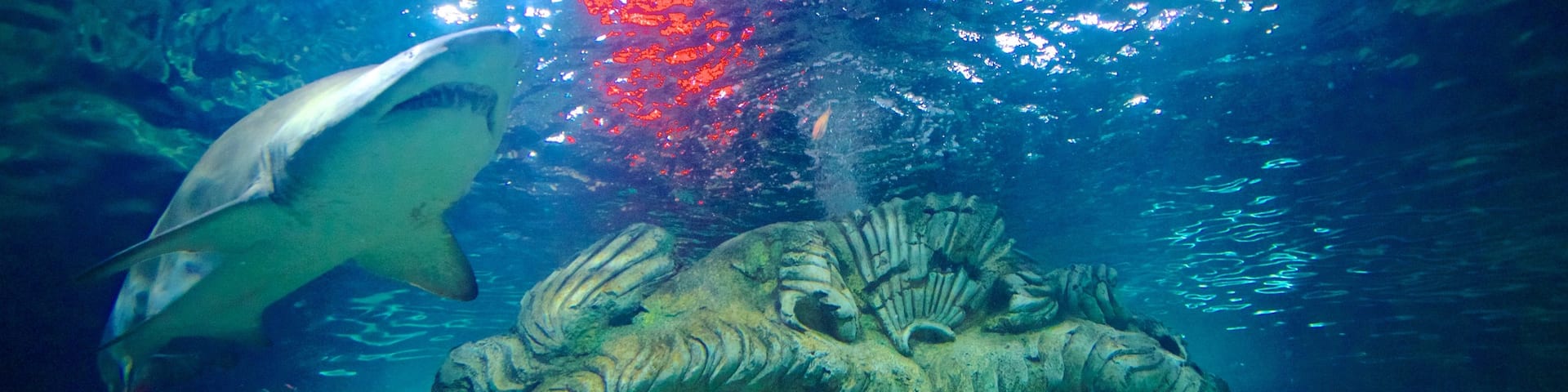Sydney Aquarium showing marine life