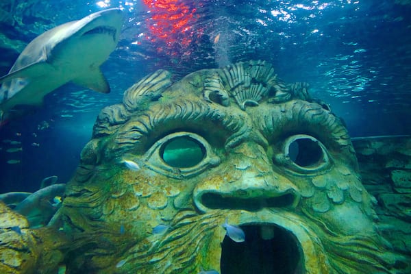 Sydney Aquarium featuring marine life