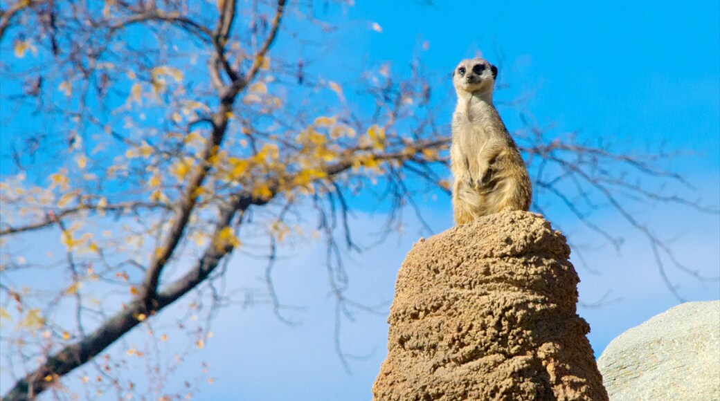 Racine Zoological Gardens showing zoo animals and animals