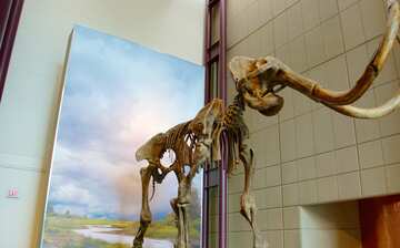 Visit Milwaukee Public Museum in Westown | Expedia