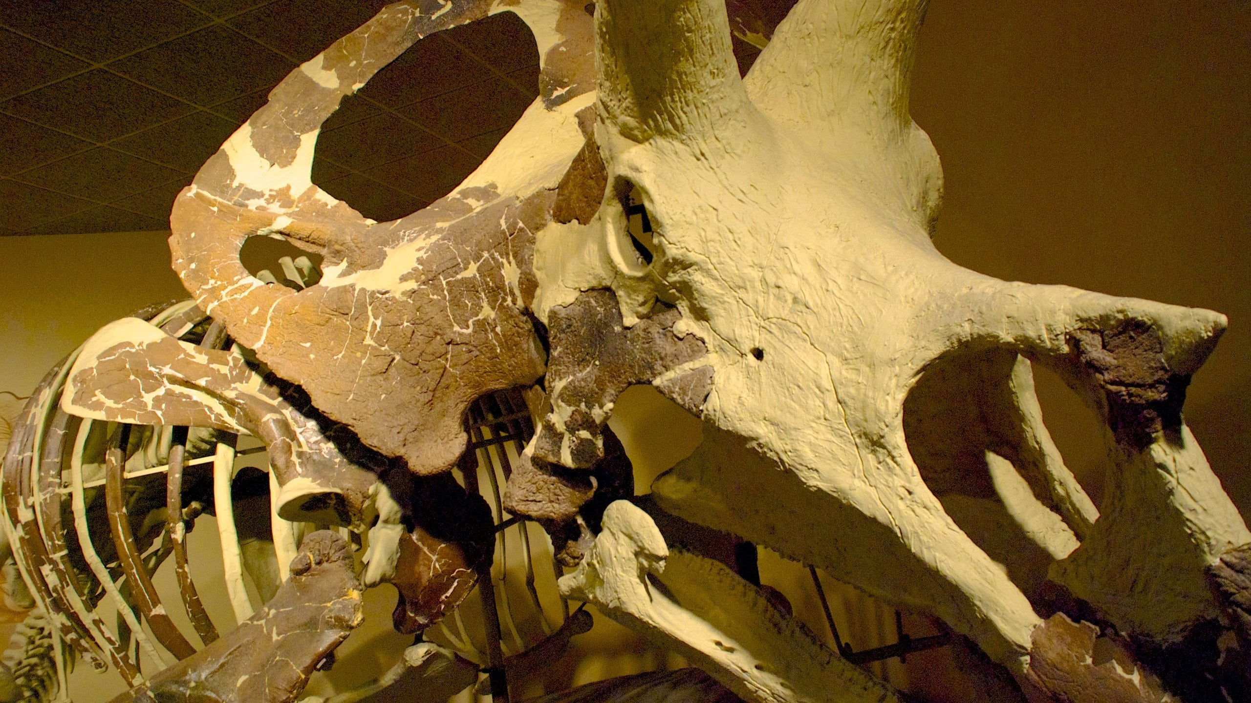 Milwaukee Public Museum