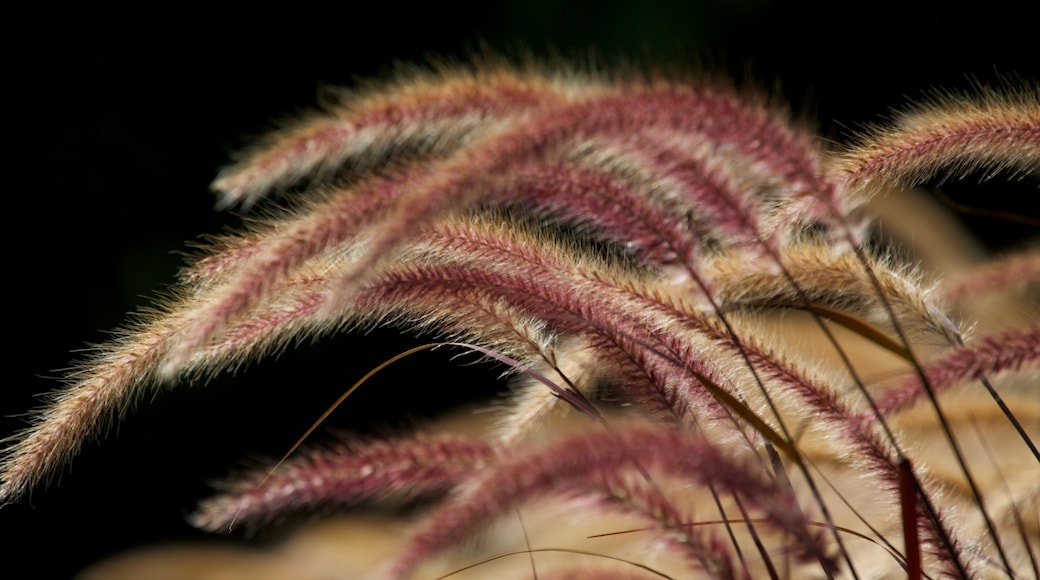 皇家植物園 设有 野花 和 花卉