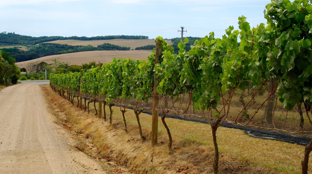 Waiheke Island featuring farmland and landscape views