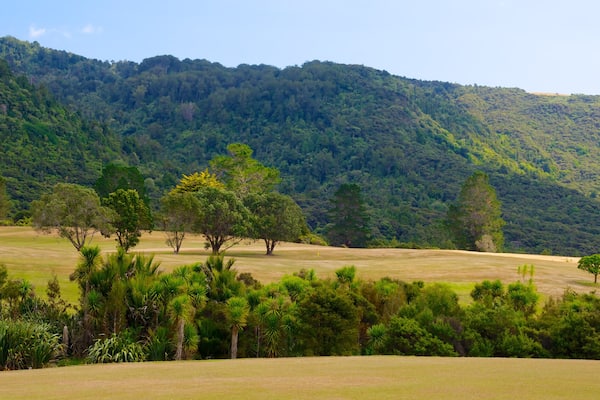 Waitakere Ranges showing forests and landscape views