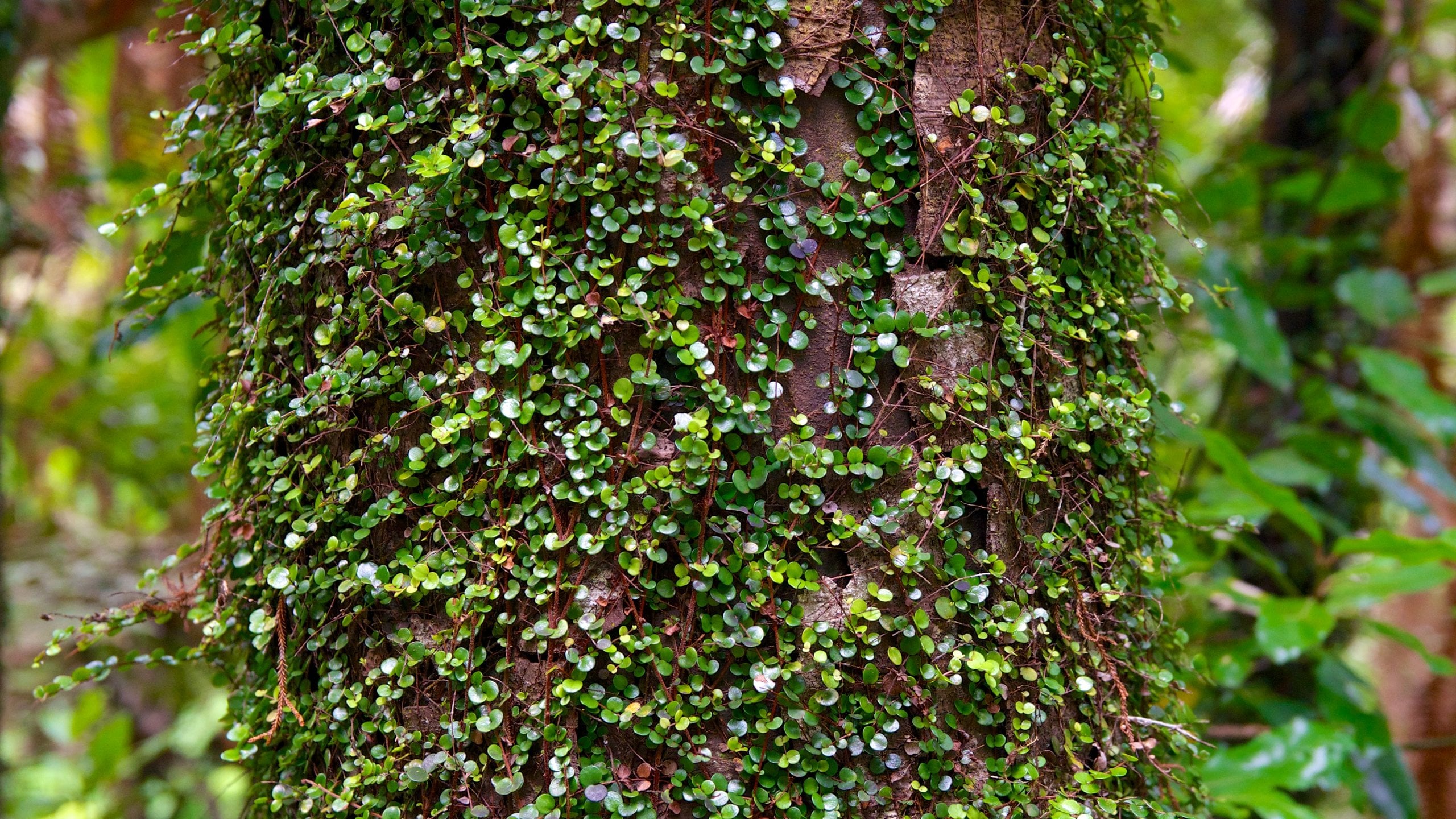 Waitakere Ranges in Auckland - Touren und Aktivitäten | Expedia.at