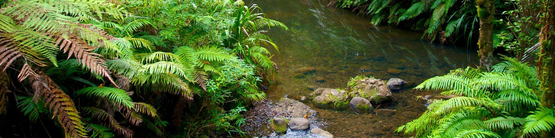 Waitakere Ranges showing landscape views and a garden