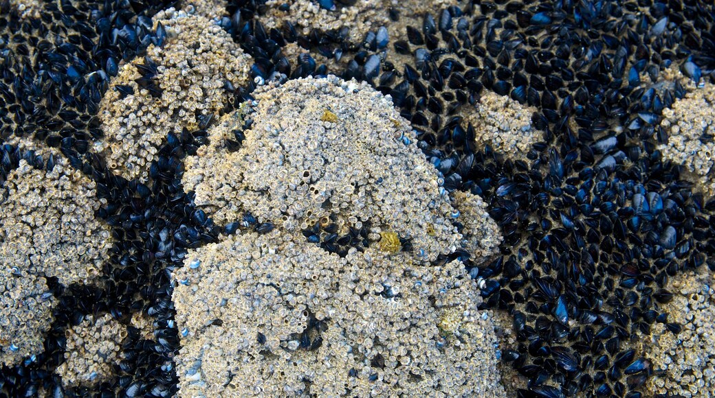 Bethells Beach showing coral