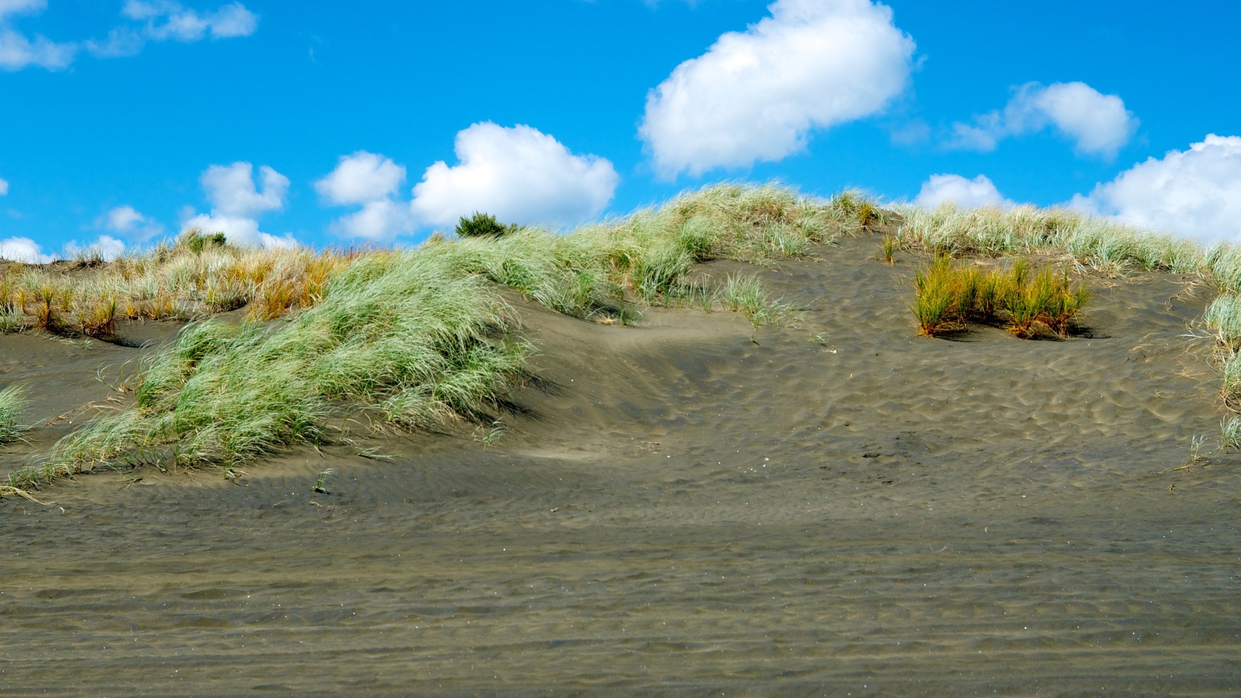 Bethells Beach Travel Guide 2024 The Best of Bethells Beach Expedia