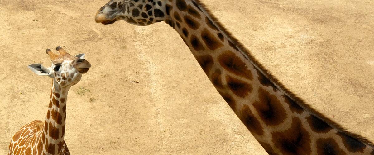 Auckland Zoo showing animals, land animals and zoo animals