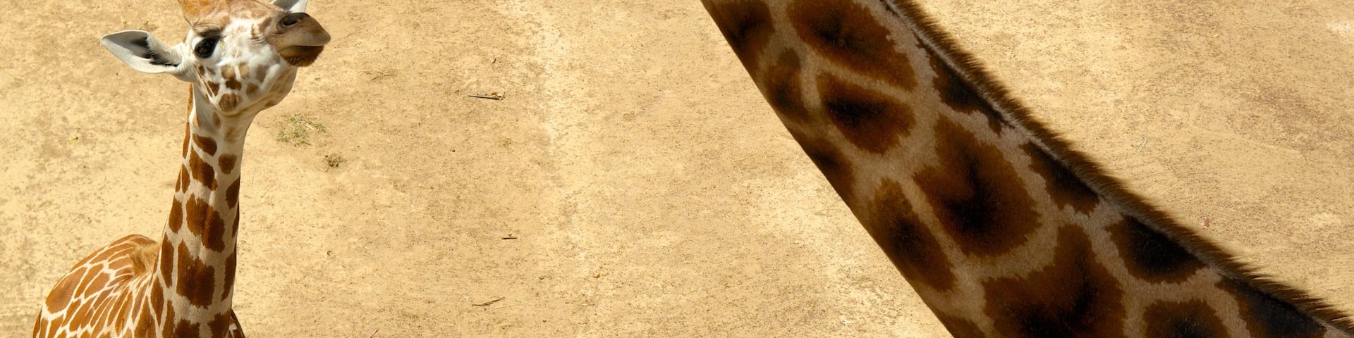 Auckland Zoo mit einem Zootiere, Tiere und Landtiere