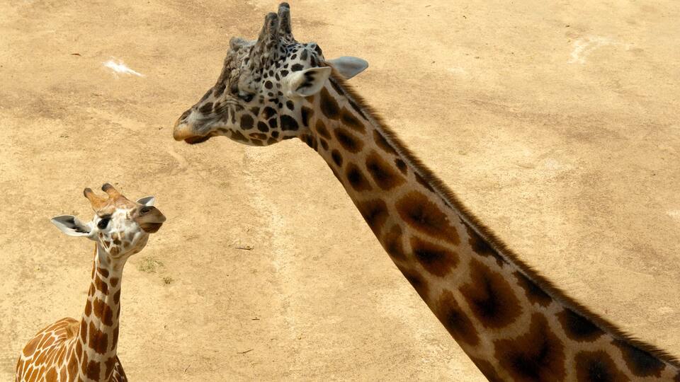 Auckland Zoo featuring land animals, zoo animals and animals