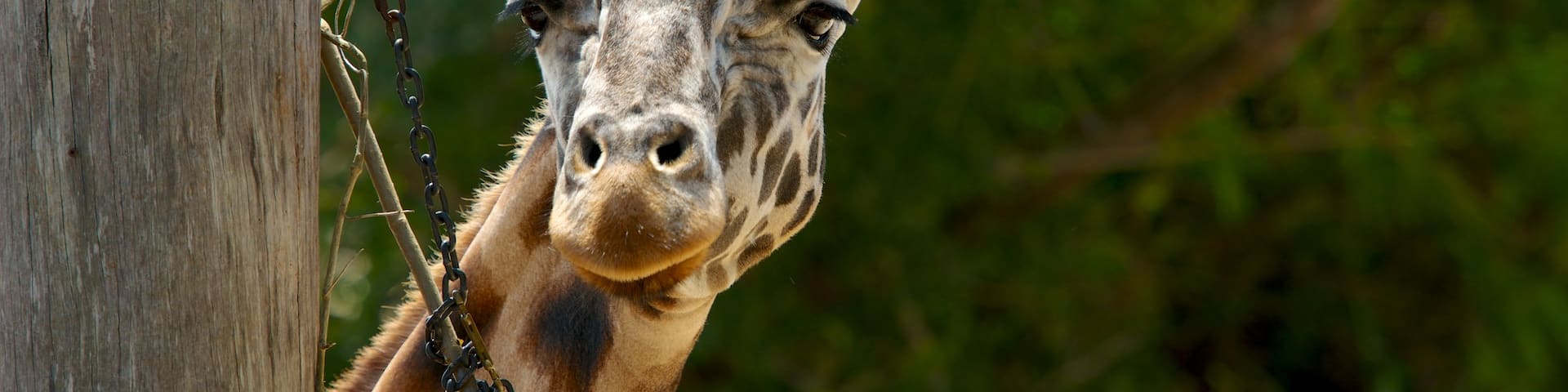Auckland Zoo showing zoo animals and land animals