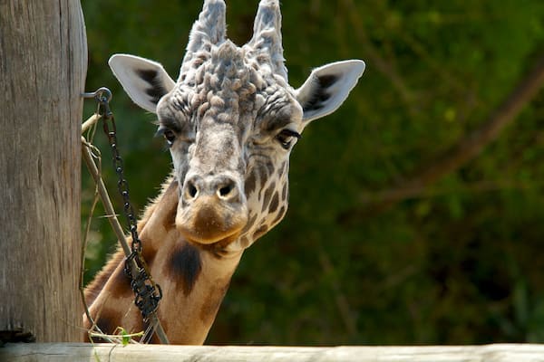 Auckland Zoo welches beinhaltet Landtiere und Zootiere