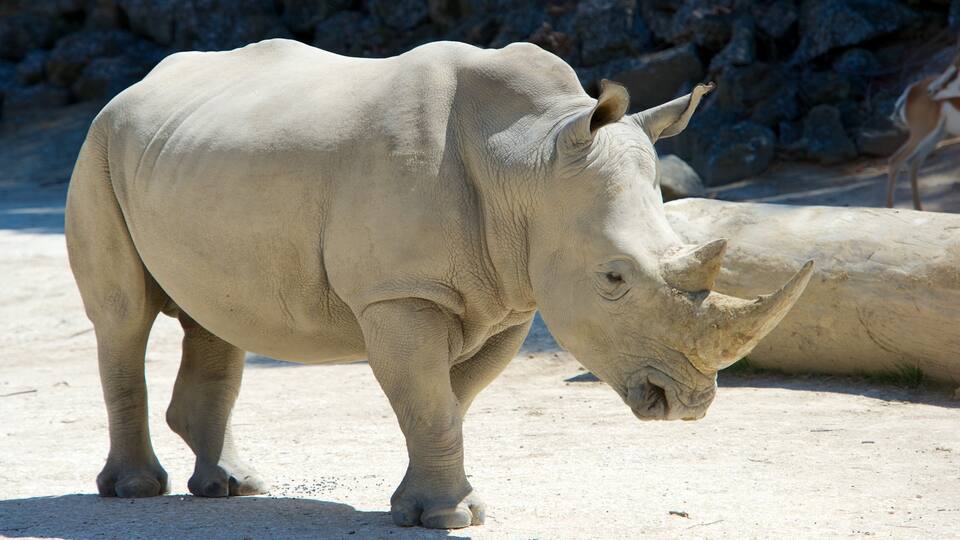 Auckland Zoo featuring dangerous animals and zoo animals