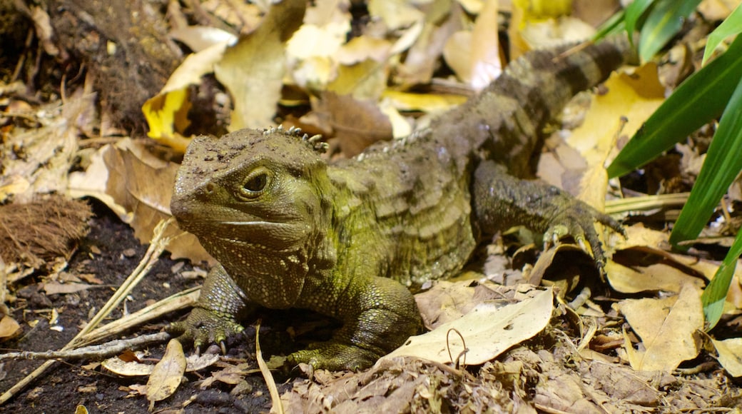 Dierentuin van Auckland bevat dieren en dierentuindieren