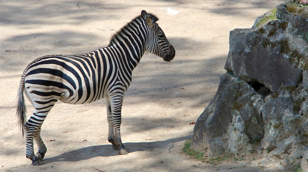 Dierentuin van Auckland toont landdieren en dierentuindieren