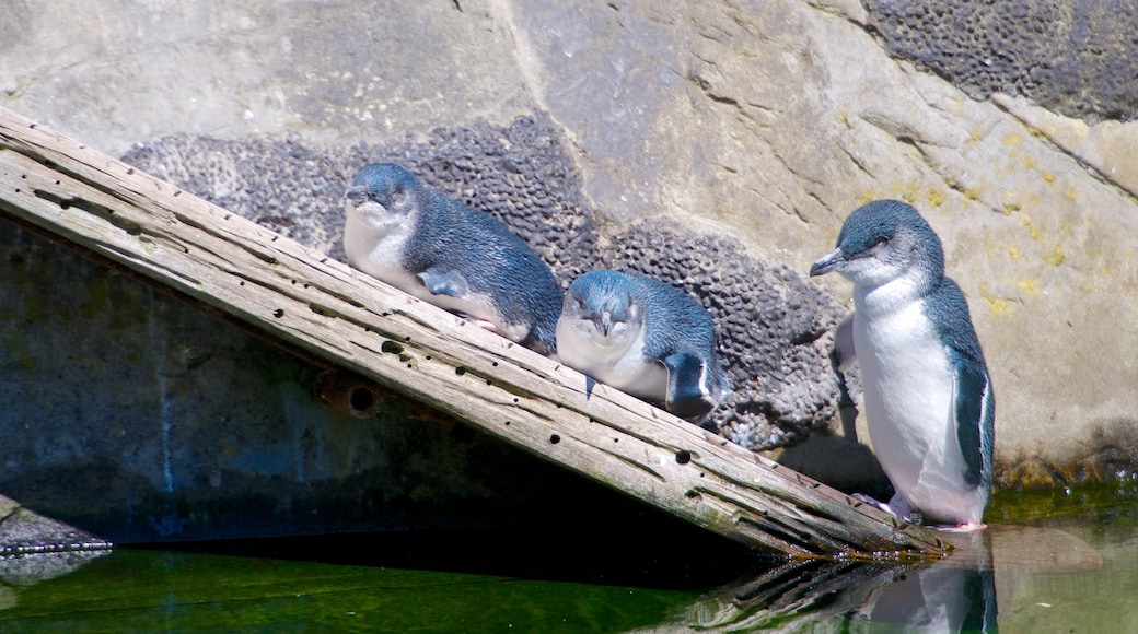 Auckland Zoo showing bird life and zoo animals