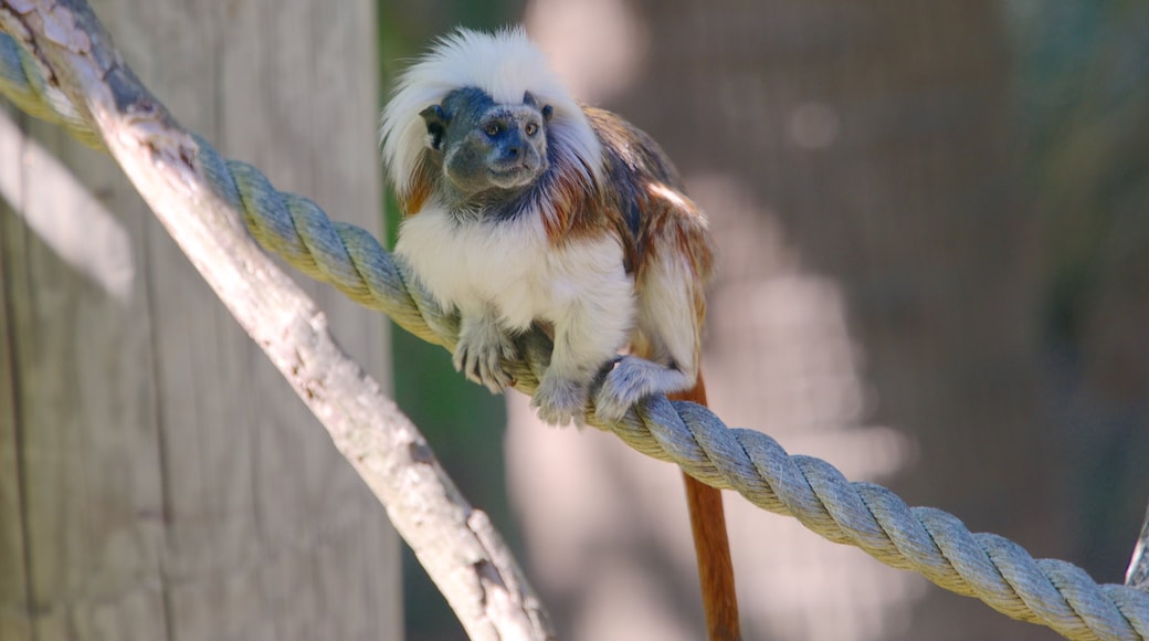 Auckland Zoo which includes animals and zoo animals