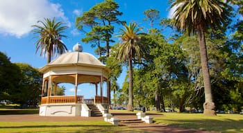 Auckland Domain showing a garden