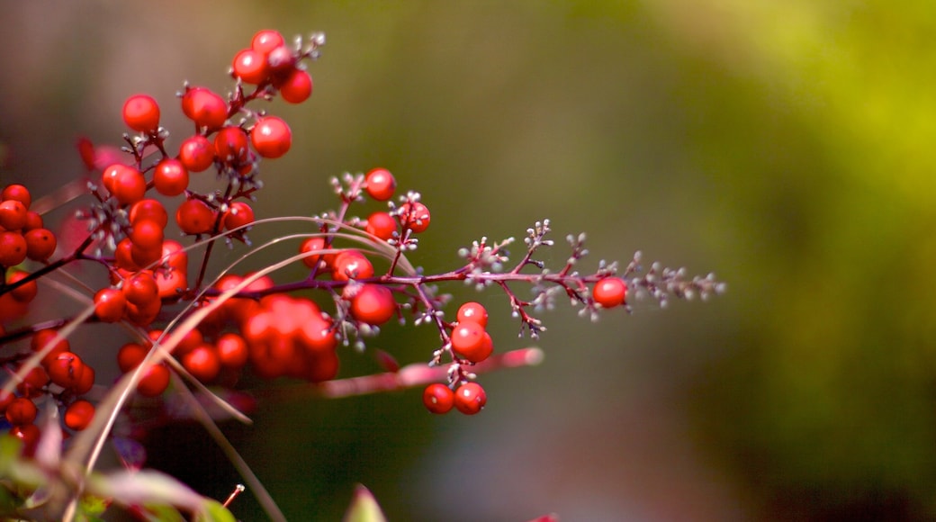 Botanische tuin Norfolk inclusief wilde bloemen en een tuin