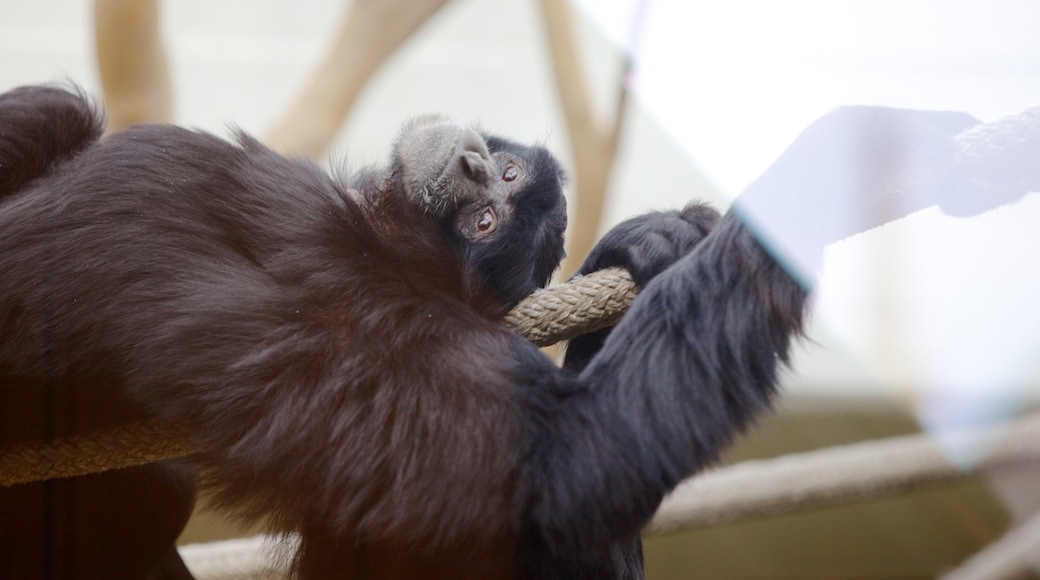 Virginia Zoo que incluye animales del zoológico