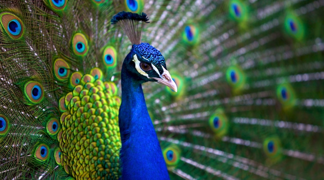 Virginia Zoo que incluye vida de las aves y animales del zoológico