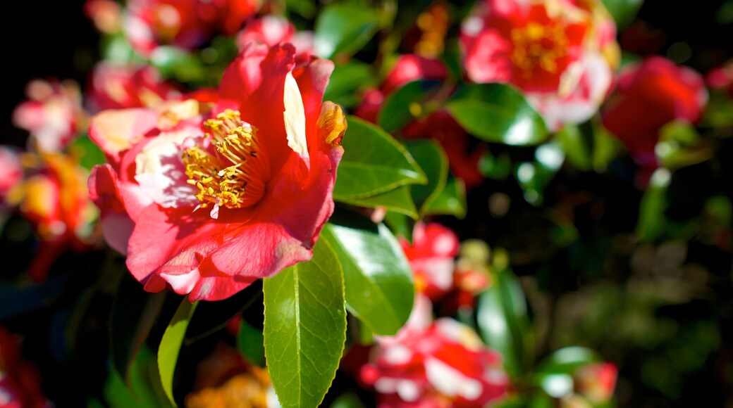 Hermitage Foundation Museum caracterizando um jardim, flores silvestres e flores