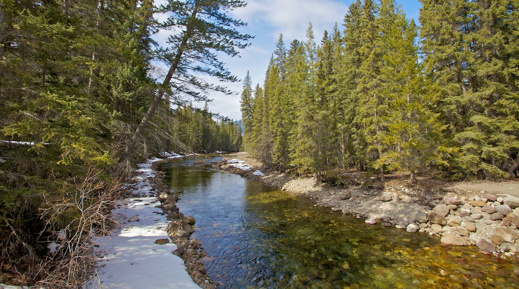 Jasper National Park caratteristiche di fiume o ruscello e paesaggio forestale