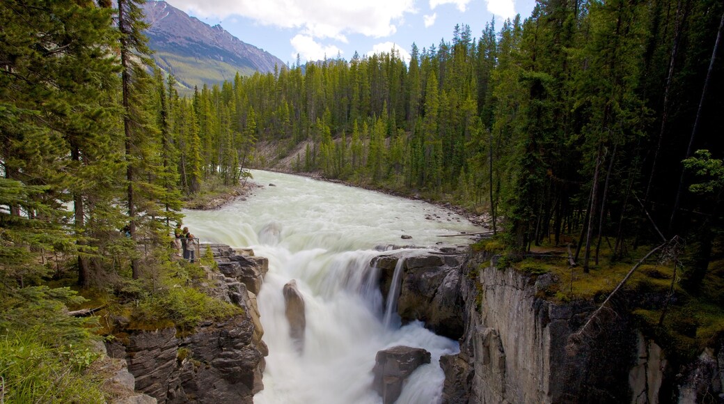 Sunwapta Falls som visar ett vattenfall, landskap och en park