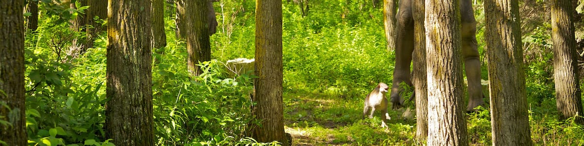 Jurassic Forest das einen Waldmotive und Garten