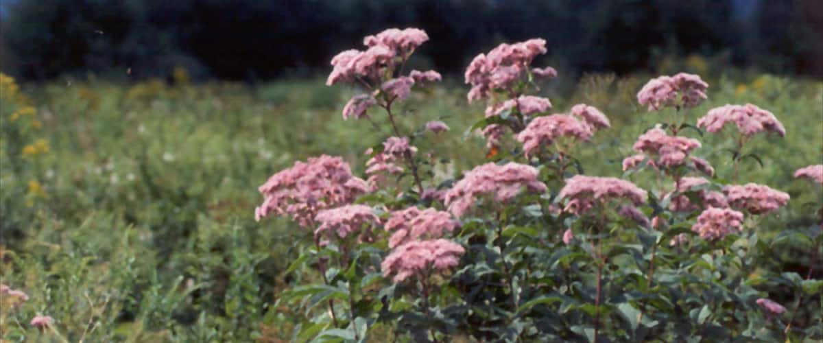 North Conway showing flowers and wildflowers