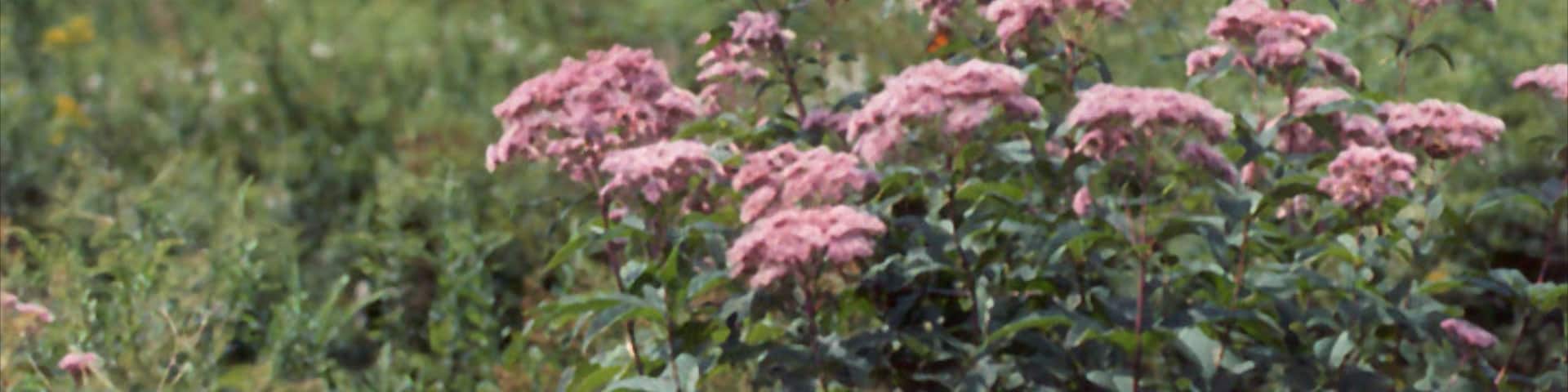 North Conway showing flowers and wildflowers