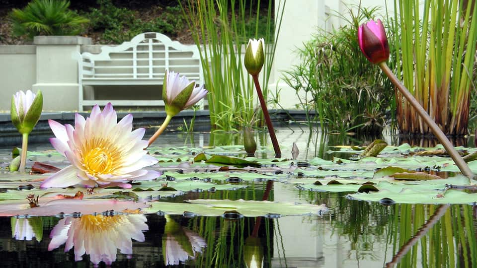 Birmingham which includes a pond and flowers