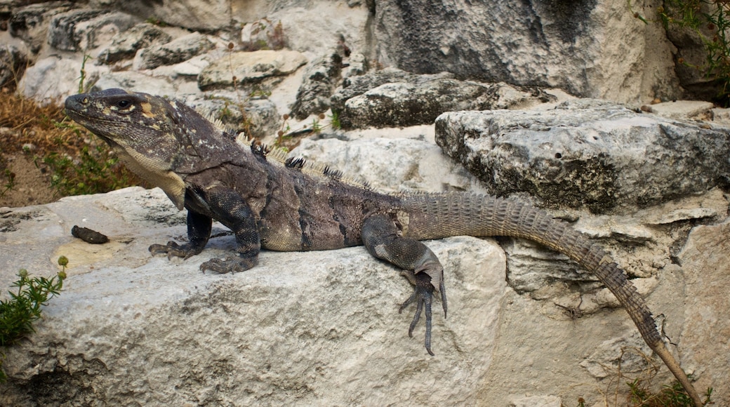 Yacimiento arqueológico Ruinas El Rey ofreciendo animales