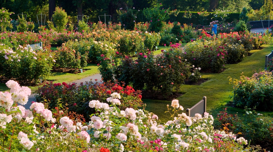 International Rose Test Garden que incluye flores, un jardín y flores silvestres