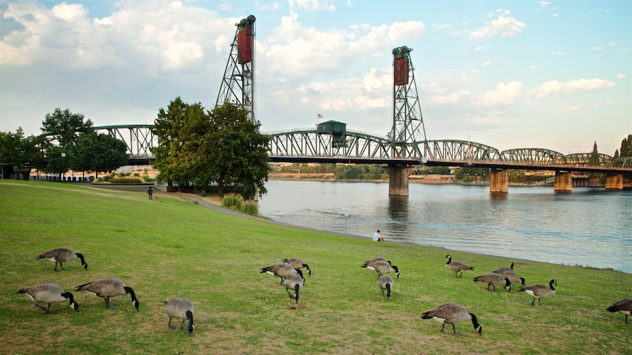 Tom McCall Waterfront Park featuring a bridge, bird life and a river or creek