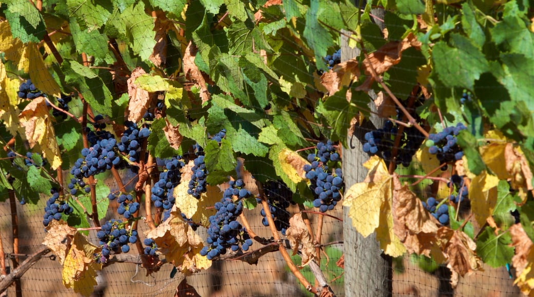 Cooper Mountain Vineyards mit einem Farmland und Speisen