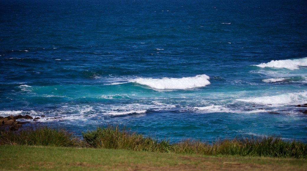 Clovelly Beach featuring surf and general coastal views