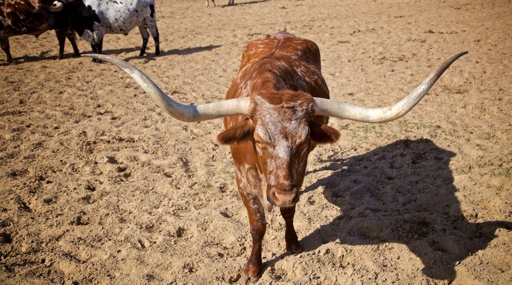 Fort Worth Stockyards mit einem gefährliche Tiere, Farmland und Landtiere