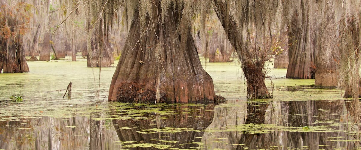 Lafayette qui includes mare