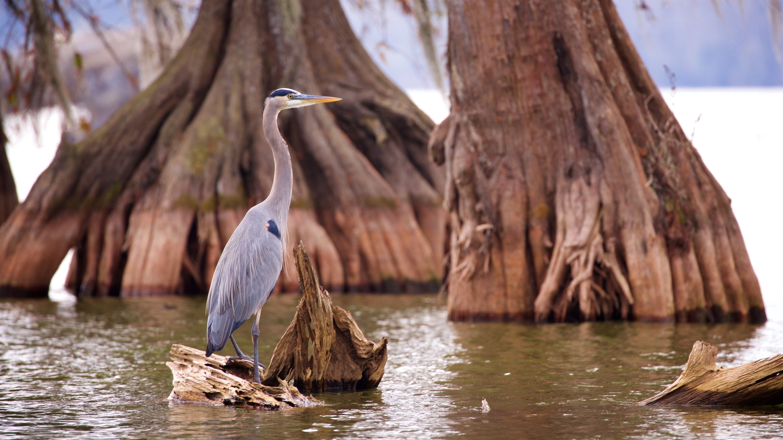 Lafayette showing bird life and a pond