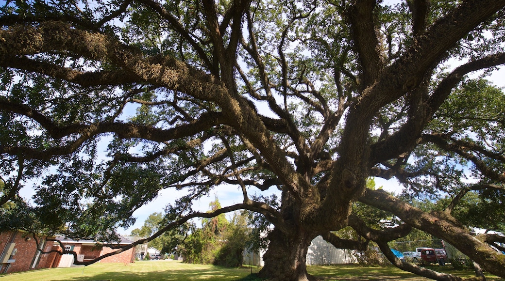 Imperial Calcasieu Museum som visar en trädgård