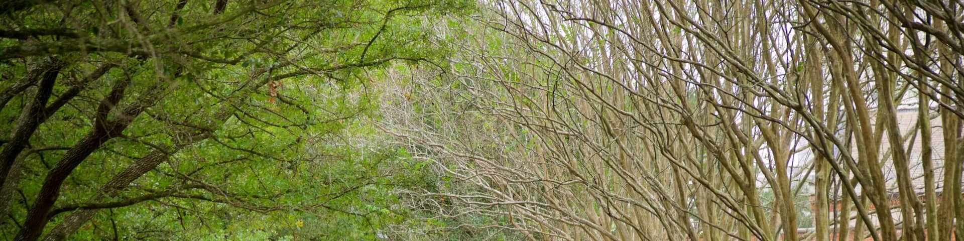 Arsenal Park featuring a garden