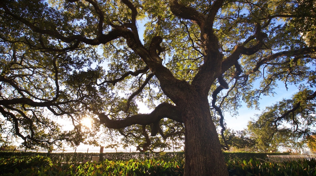 Baton Rouge mostrando um parque