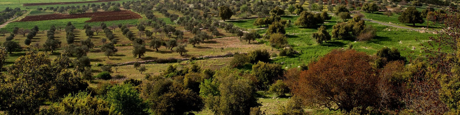 Tell Mar Elias showing tranquil scenes and landscape views