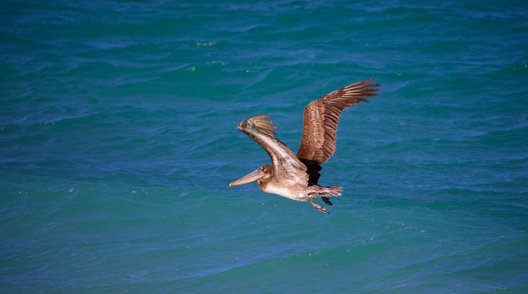 Konservasi Laut Cabo Pulmo