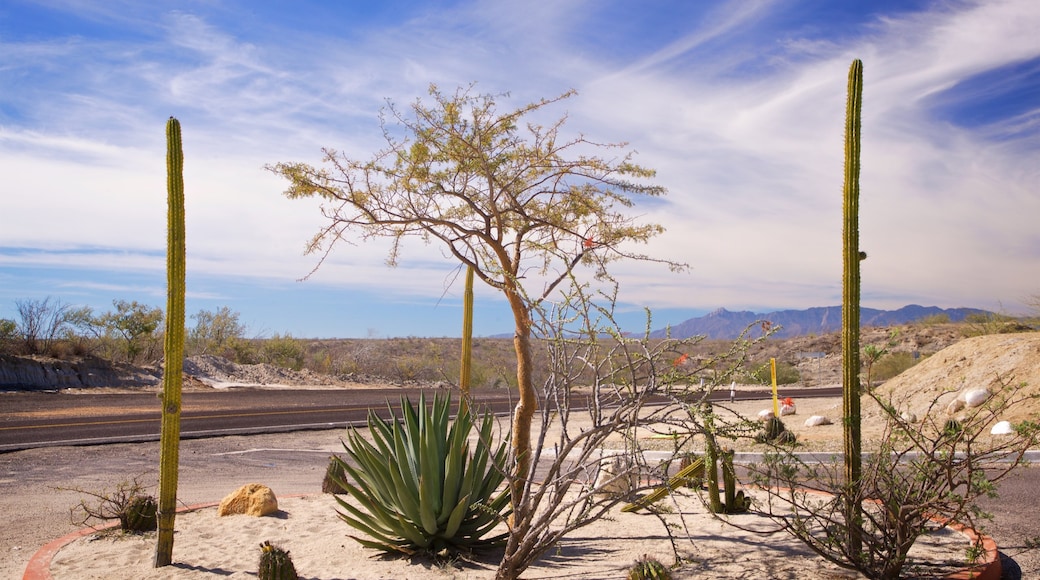 Tropic of Cancer Monument showing desert views