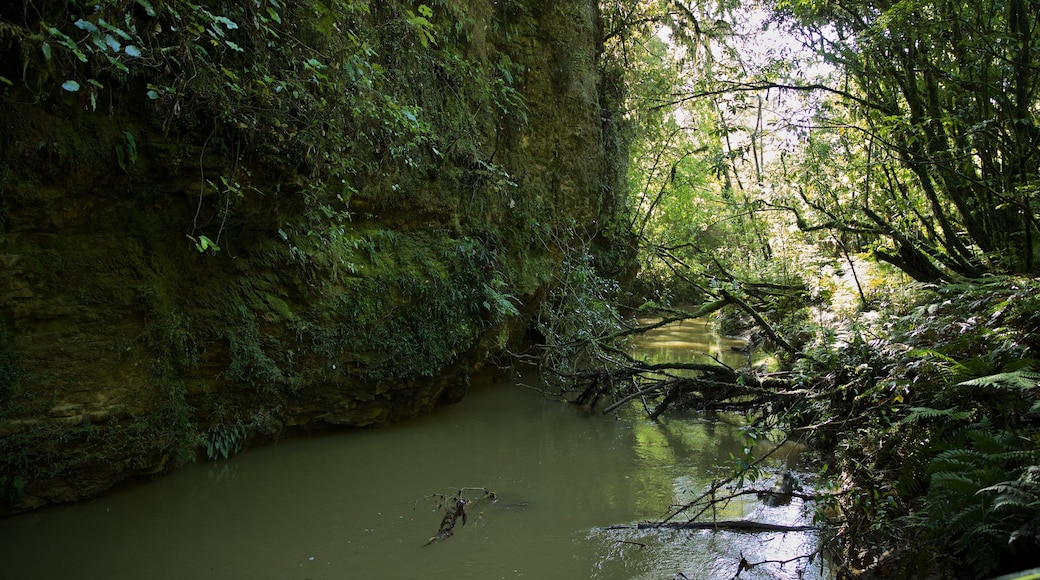 Waitomo Glowworm Caves