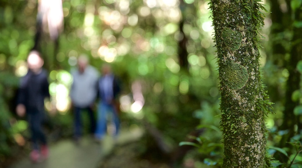 Waitomo Glowworm Caves which includes forests